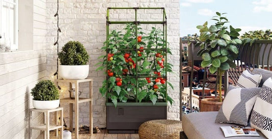 Indoor Gardening Tips